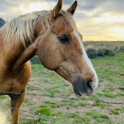a close up of a brown horse standing next to a green field