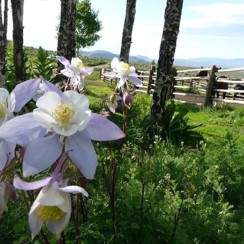 a vase of flowers on a table
