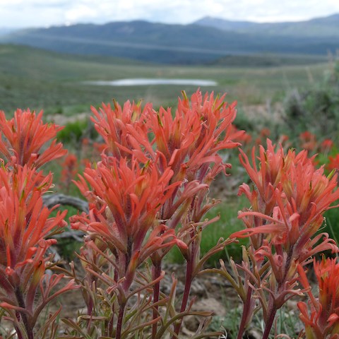 a close up of a flower