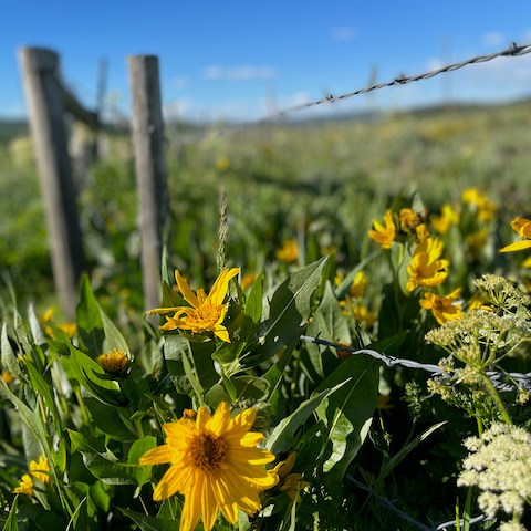 Bright yellow wildflowers bloom all along an old fence on a historic Colorado ranch.