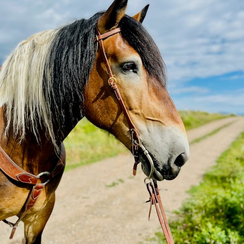 a close up of a horse