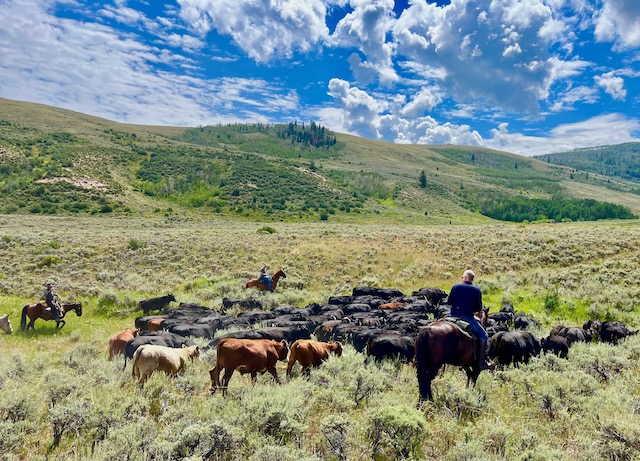Group of riders working together, team building and enjoying a safe and fun cattle drive experience through Rusty Spurr Ranch.