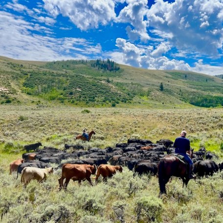Group of riders working together, team building and enjoying a safe and fun cattle drive experience through Rusty Spurr Ranch.