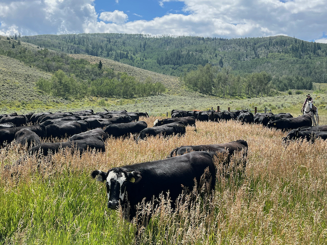 A herd of cattle graze on lush grass covered fields, showcasing the connection with agriculture and nature.