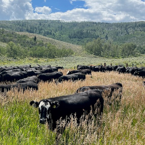 A herd of cattle graze on lush grass covered fields, showcasing the connection with agriculture and nature.