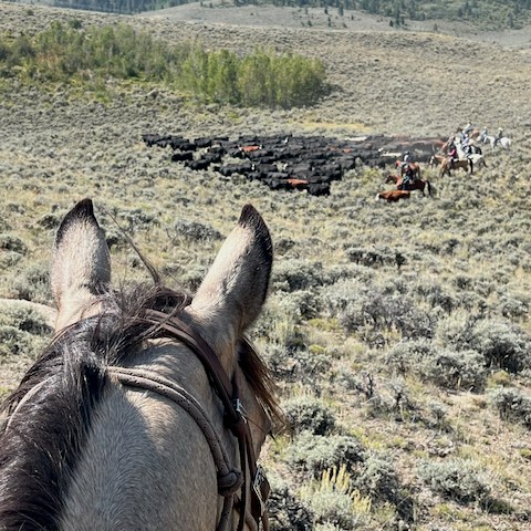 a brown horse standing on top of a mountain
