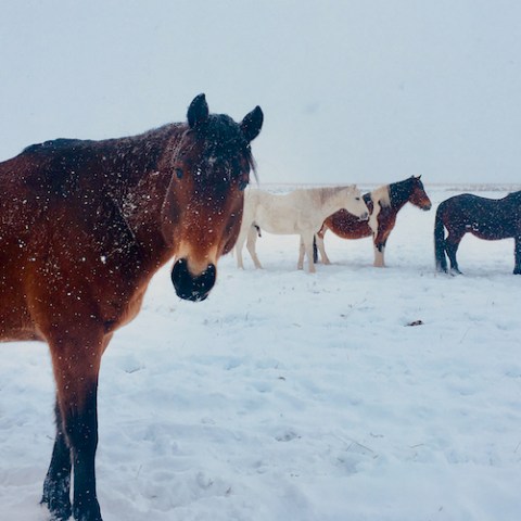 a group of brown horses standing on top of a snow covered field