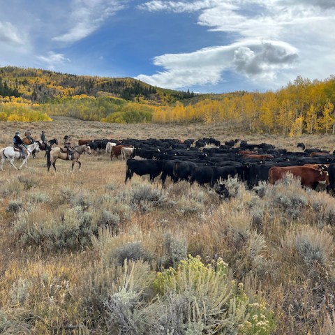 a herd of cattle walking across a dry grass field