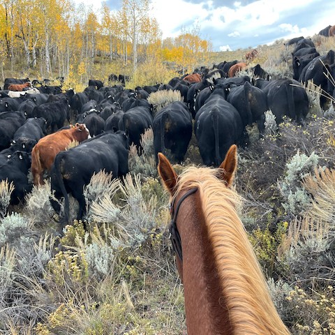 a herd of cattle standing on top of a dry grass field