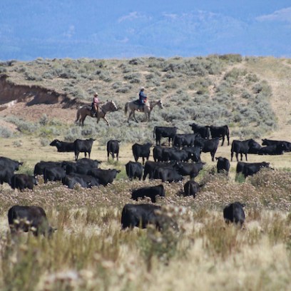 a herd of cattle grazing on a dry grass field