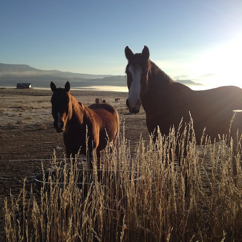 a brown horse standing on top of a dry grass field