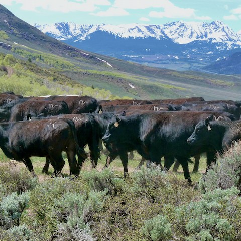 a herd of cattle standing on top of a lush green hillside