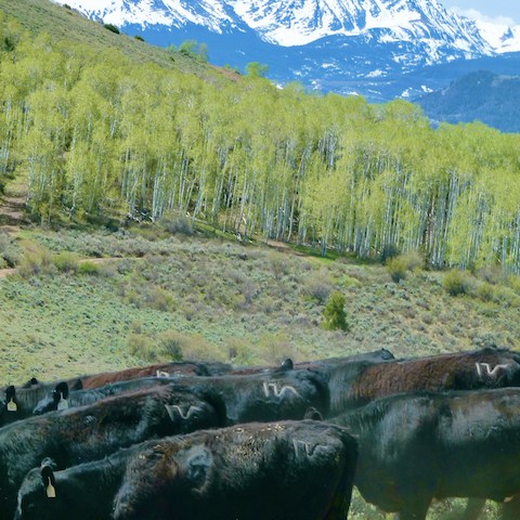 a herd of cattle standing on top of a mountain