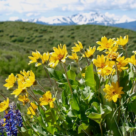 The majestic Rocky Mountains serving as the backdrop for a Rusty Spurr Ranch horseback tour amid the blooming wildflowers.