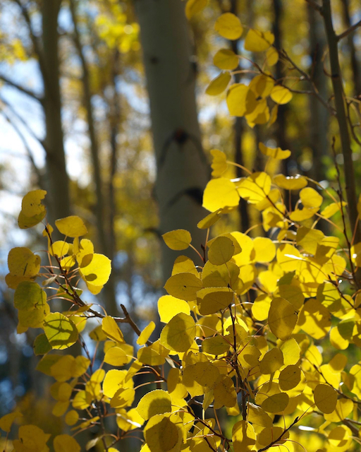Golden aspen leaves shimmer as the sunlight filters through the forest in the fall, illuminating the tranquil trails at Rusty Spurr Ranch.