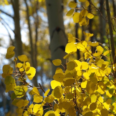 Golden aspen leaves shimmer as the sunlight filters through the forest in the fall, illuminating the tranquil trails at Rusty Spurr Ranch.