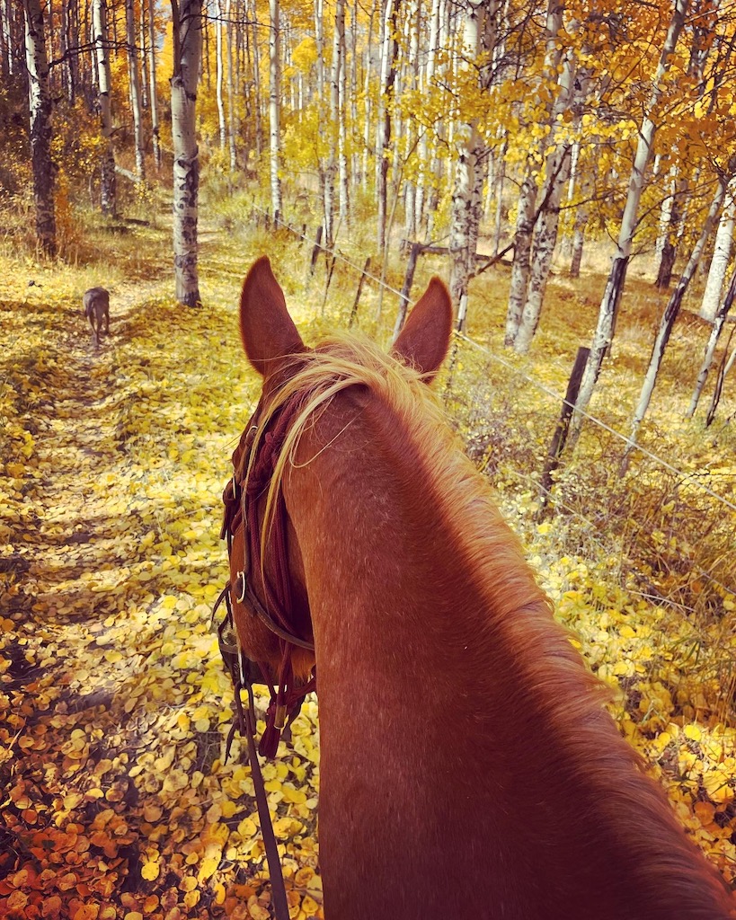 Aspen forest riding Sunlight filters through golden aspen leaves in the fall, illuminating the trail for the riders to enjoy the beauty.
