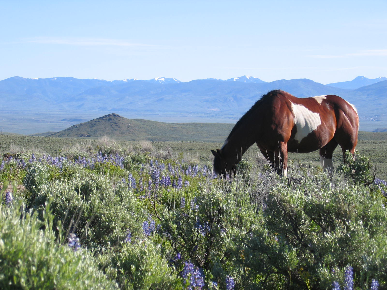 A panoramic view of a horse overlooking a vast Colorado landscape, capturing the expansive and rugged terrain.