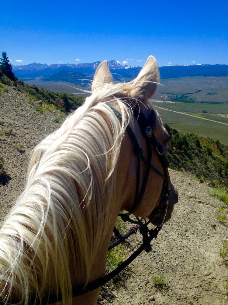 Close-up of a happy horse with relaxed ears at Rusty Spurr Ranch.