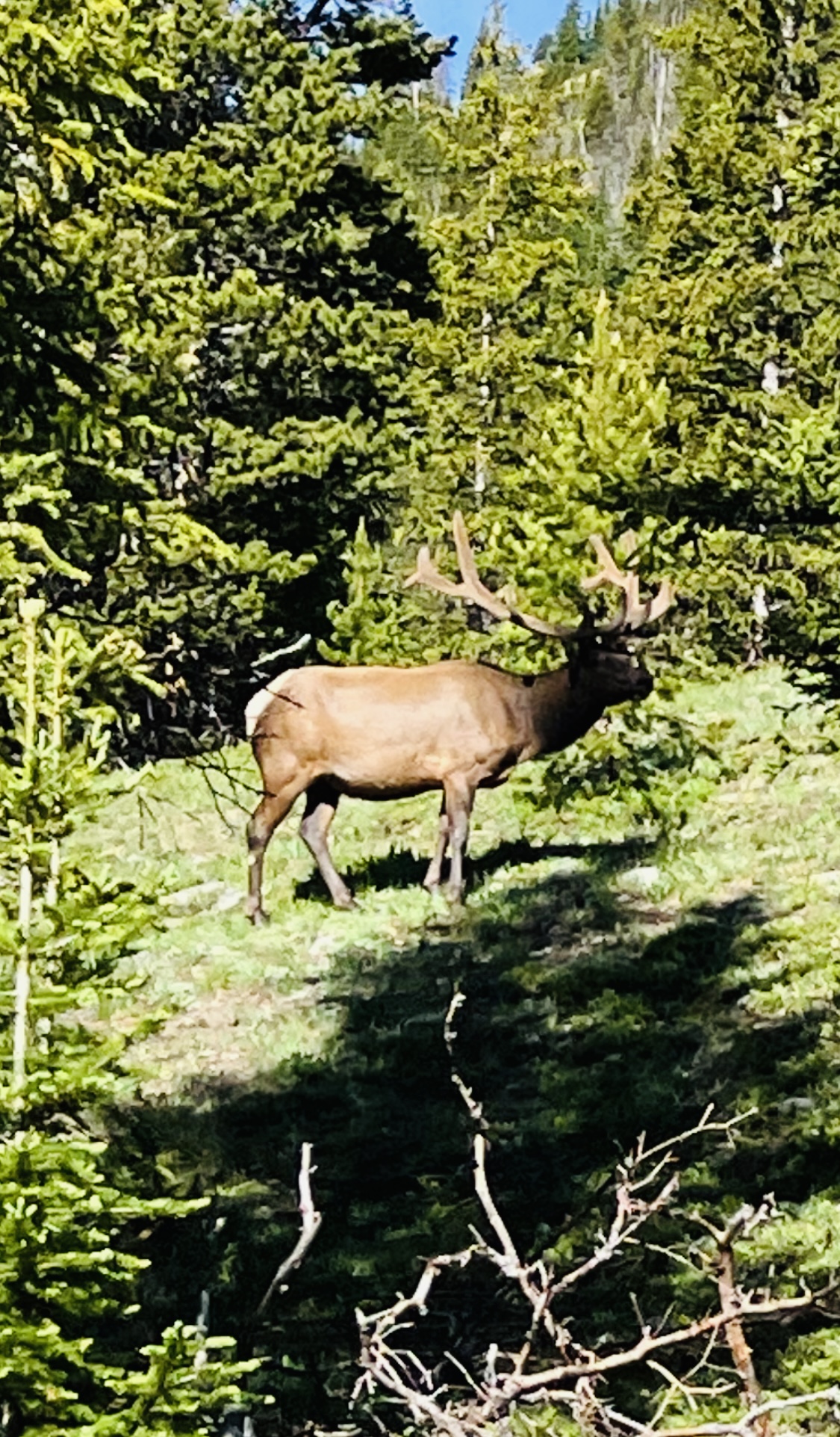elk RMNP Guided nature horseback ride spotting native Colorado wildlife