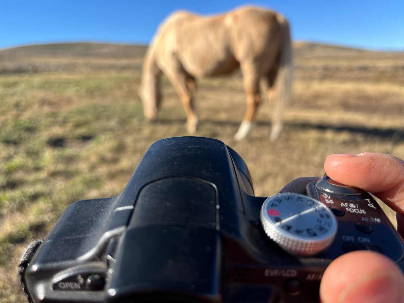 Guest capturing photos of horses at Rusty Spurr Ranch.