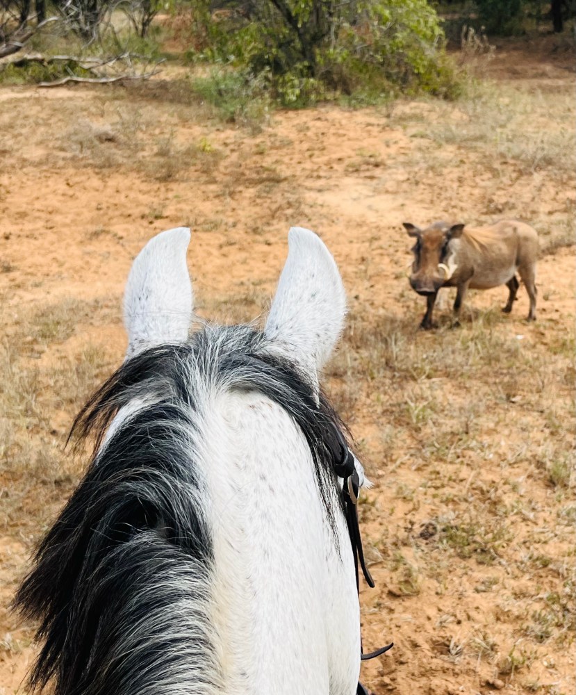  Scenic safari ride with a photographer on horseback.