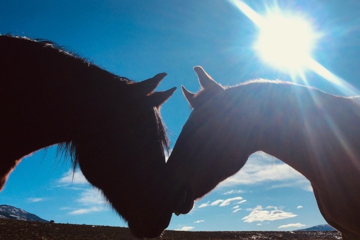 a horse is standing in the dark